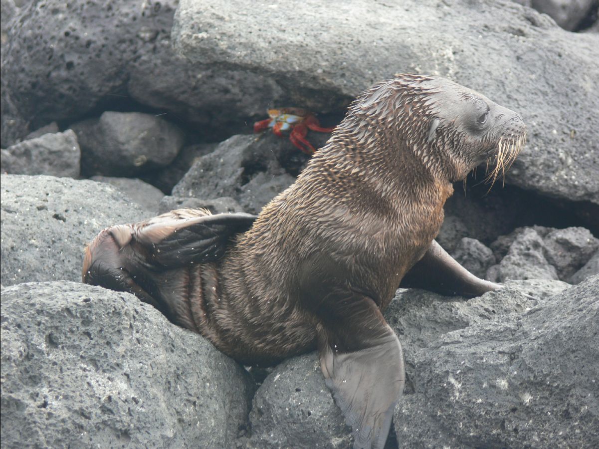 Sea Lions116